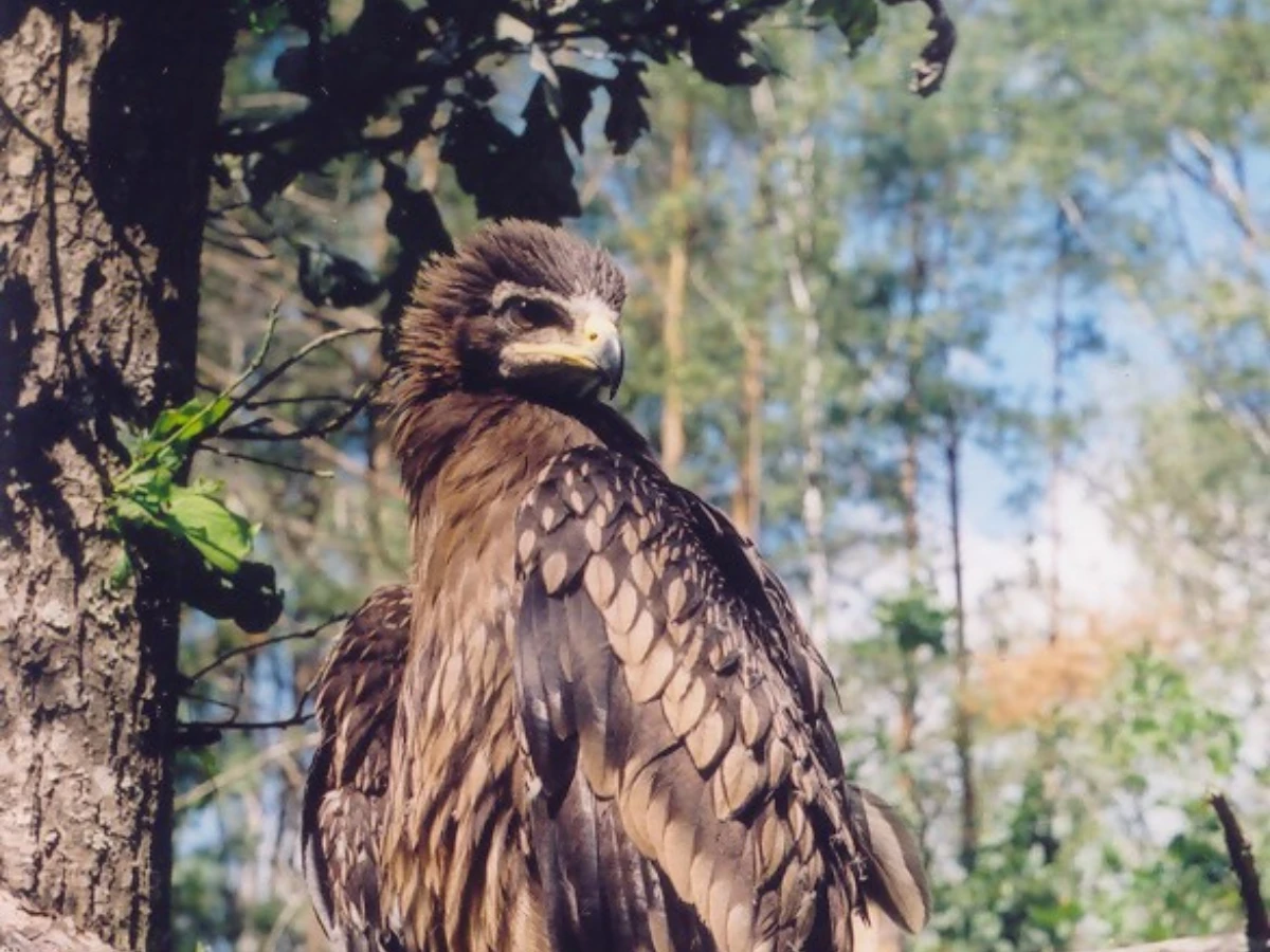 Ptaki o wysokim wskaźniku wrażliwości na farmy wiatrowe to m.in. orlik grubodzioby, orzeł przedni, orlik krzykliwy, rycyk, mewa czarnogłowa, myszołów, jastrząb oraz kania ruda. Na zdjęciu orlik grubodzioby Fot. M. Czerkas, Archiwum „Dzikiego Życia”