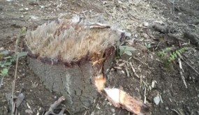 Ślady wycinki starano się zamaskować, niszcząc pniaki przy użyciu ognia i sprzętu mechanicznego...