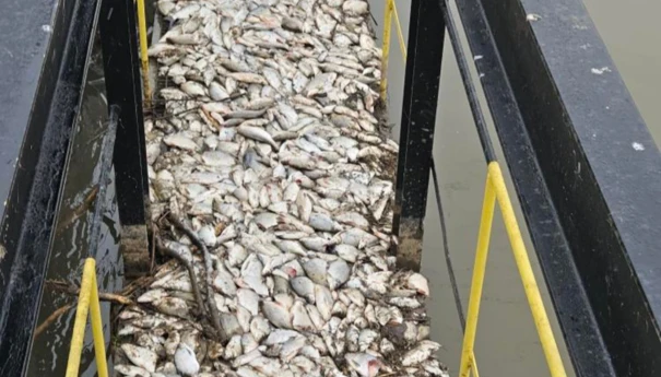 Martwe ryby w kanale dopływowym wody do elektrowni