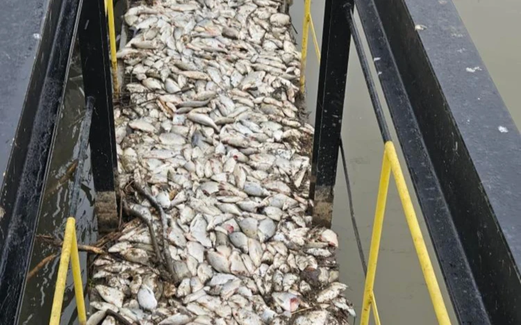 Martwe ryby w kanale dopływowym wody do elektrowni